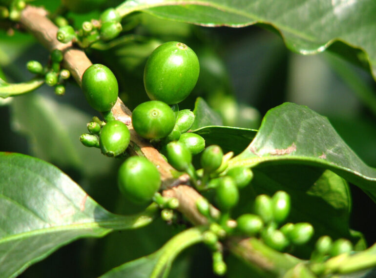 New Coffee Species Discovered: A Game Changer