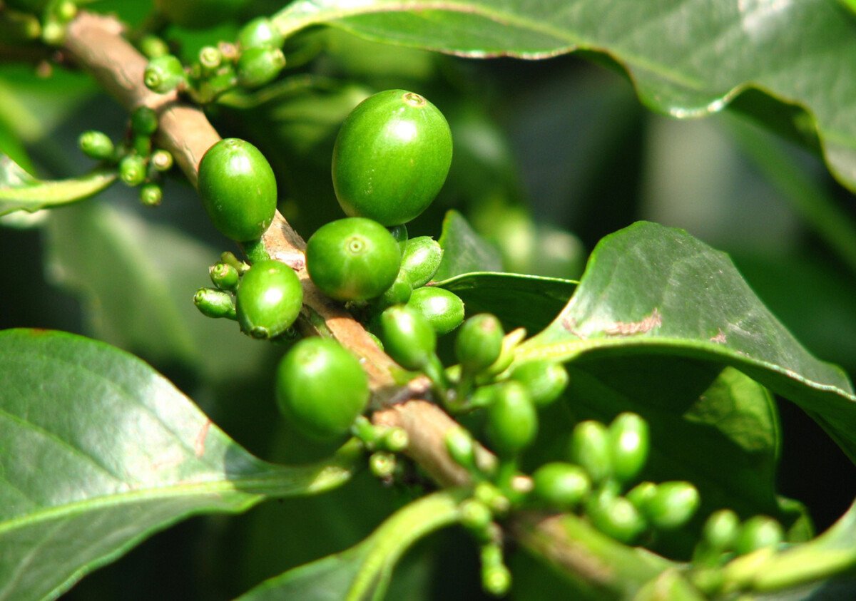 New Coffee Species Discovered: A Game Changer